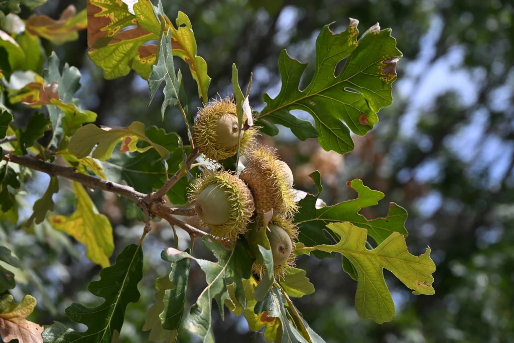 Quercus Lyrata
