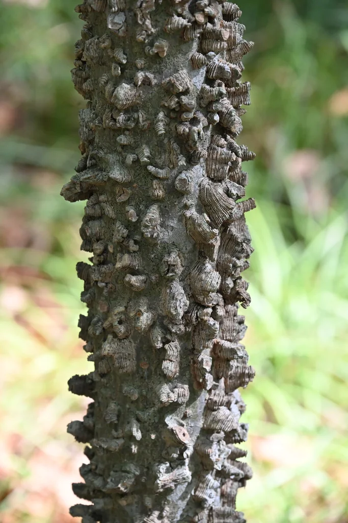 Celtis Laevigata