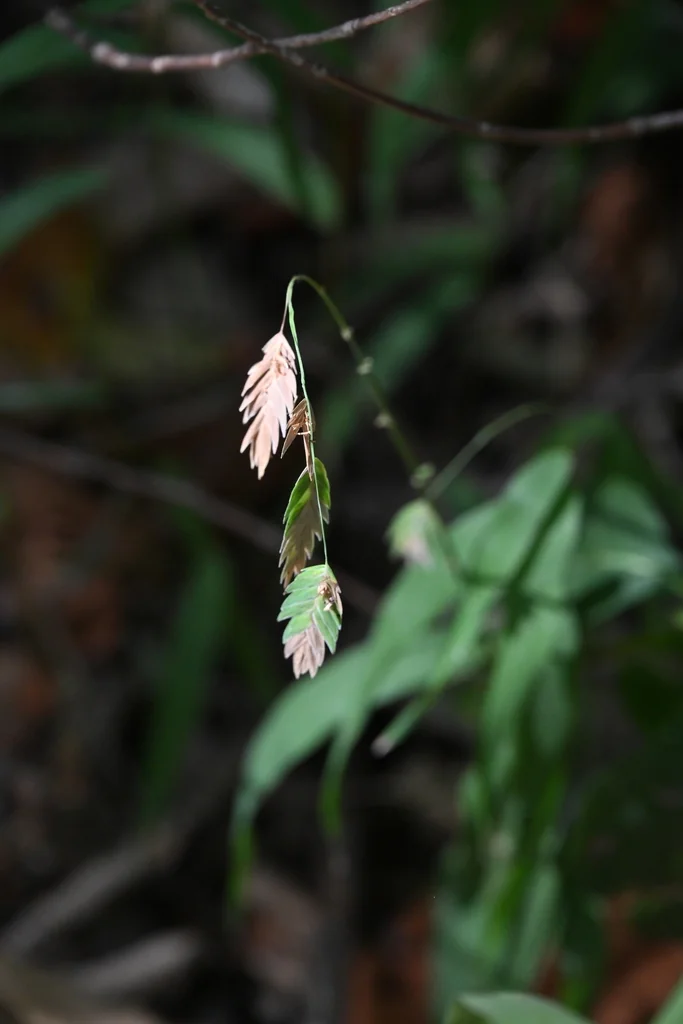 Chasmanthium Latifolium