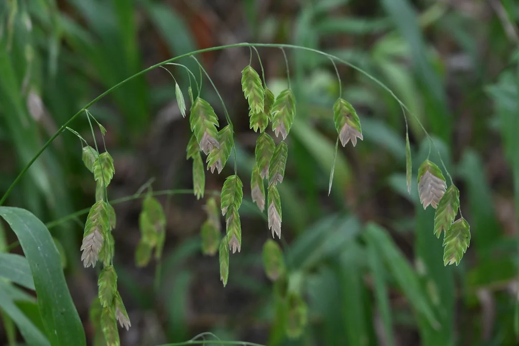 Chasmanthium Latifolium