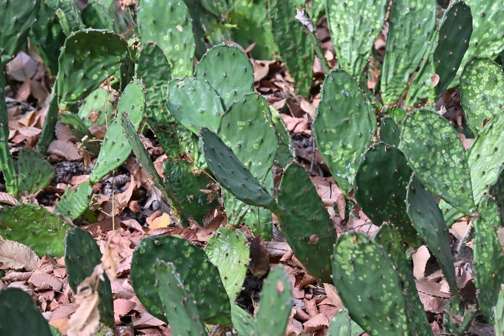 Opuntia Humifusa