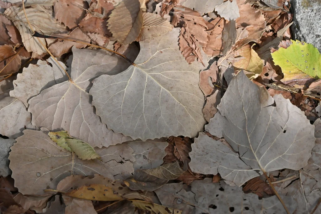 Populus Deltoides