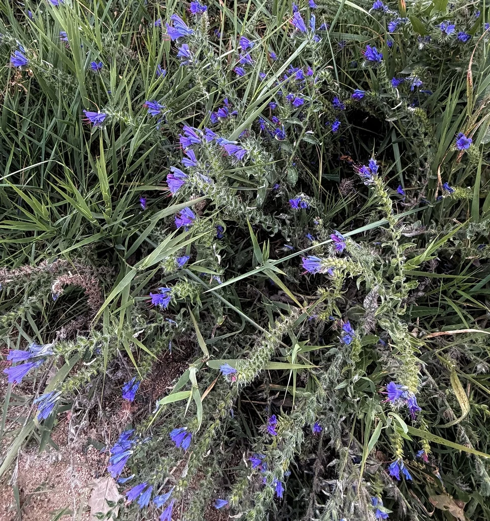 Echium Vulgare