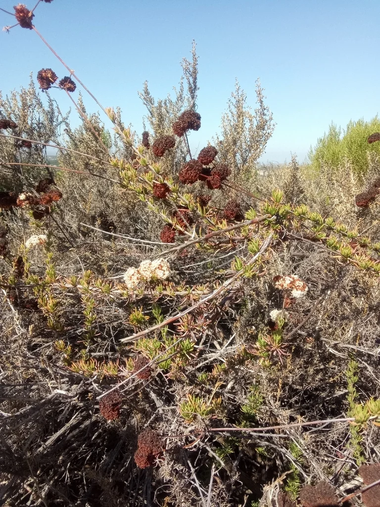 Eriogonum Fasciculatum