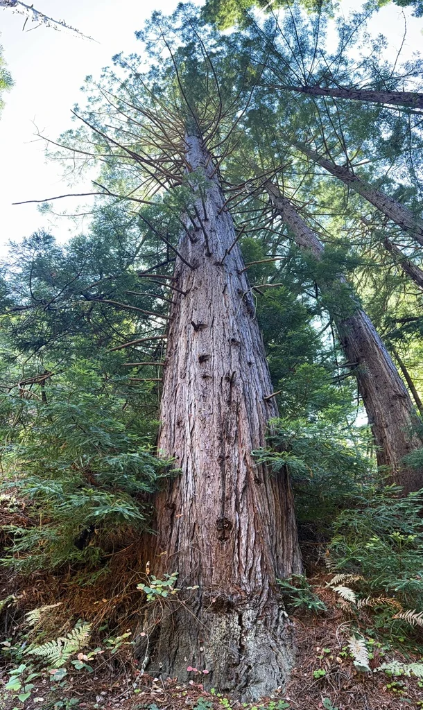 Sequoia sempervirens