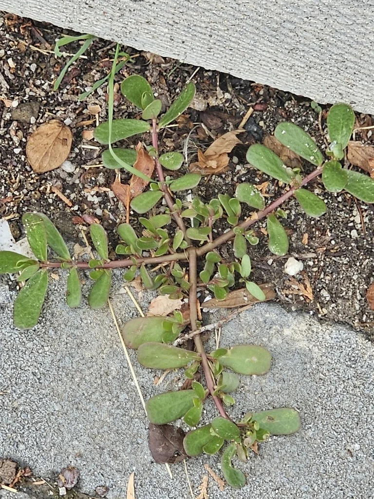Portulaca oleracea