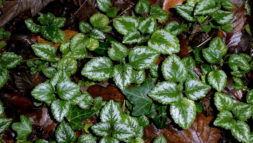 Lamium Galeobdolon