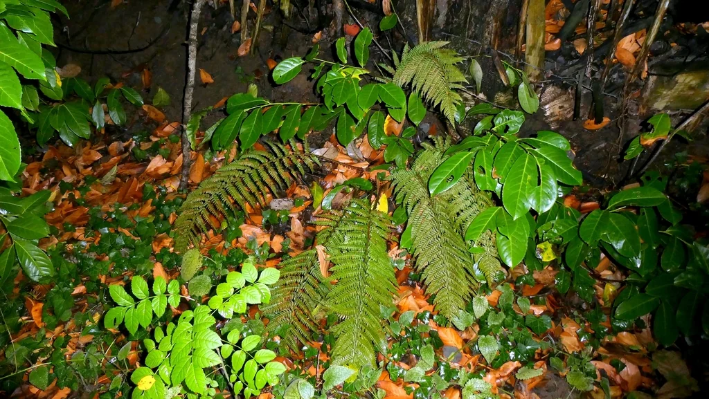 Polystichum Setiferum