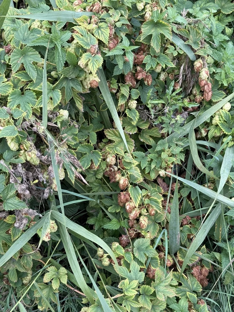 Humulus Lupulus