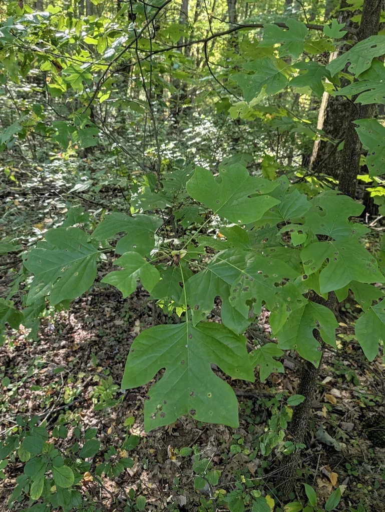 Liriodendron Tulipifera