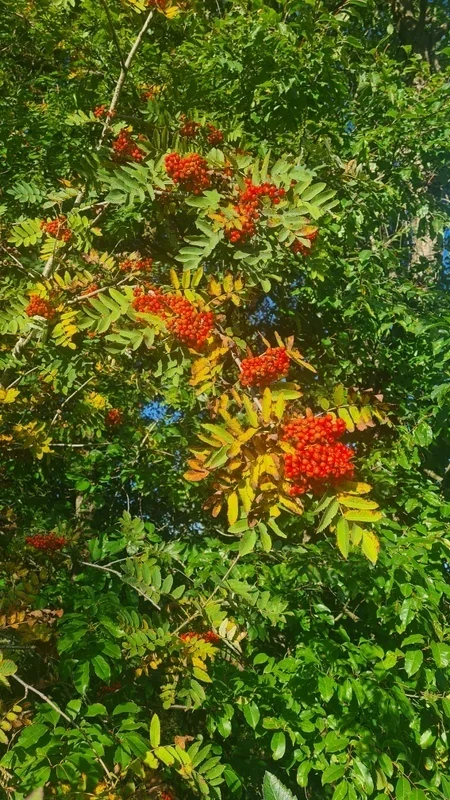 Sorbus Aucuparia