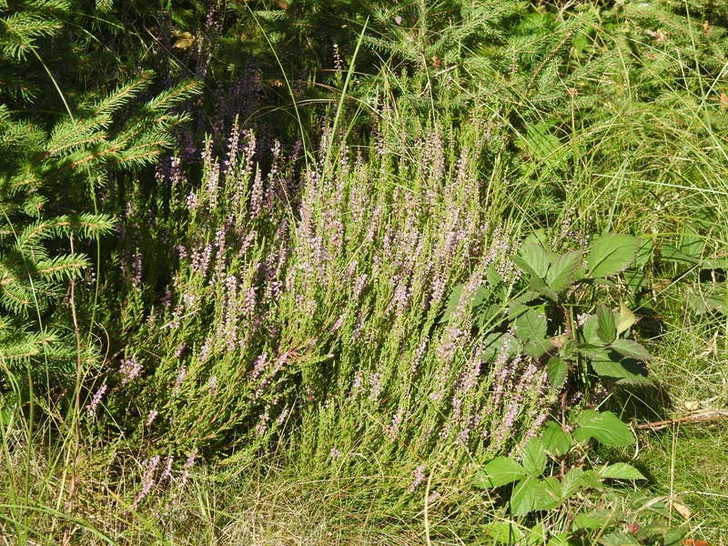 Calluna Vulgaris