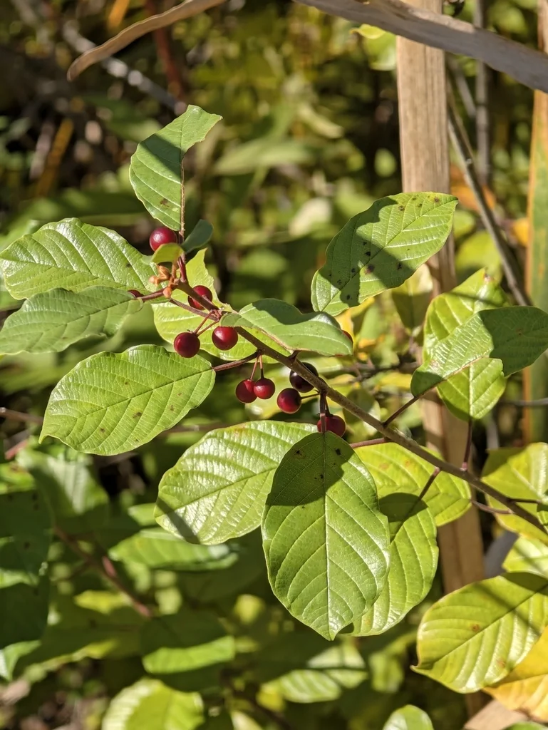 Rhamnus frangula