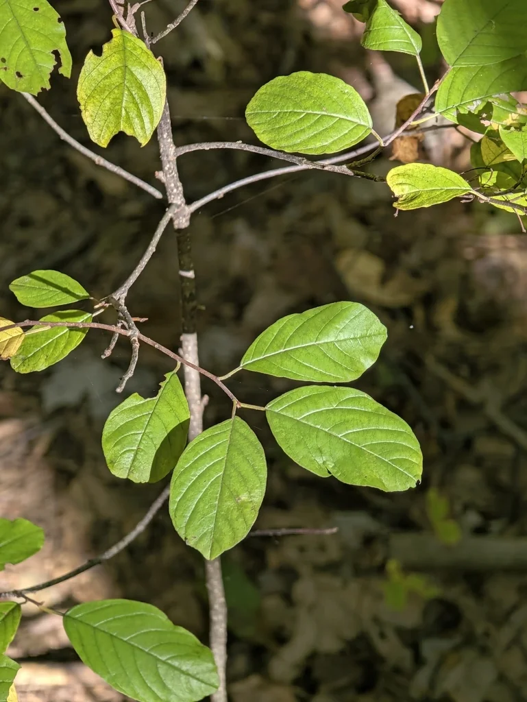 Rhamnus frangula