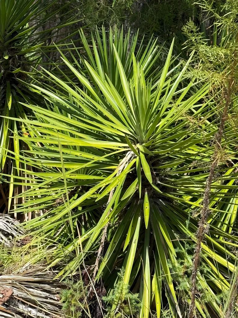 Yucca Aloifolia