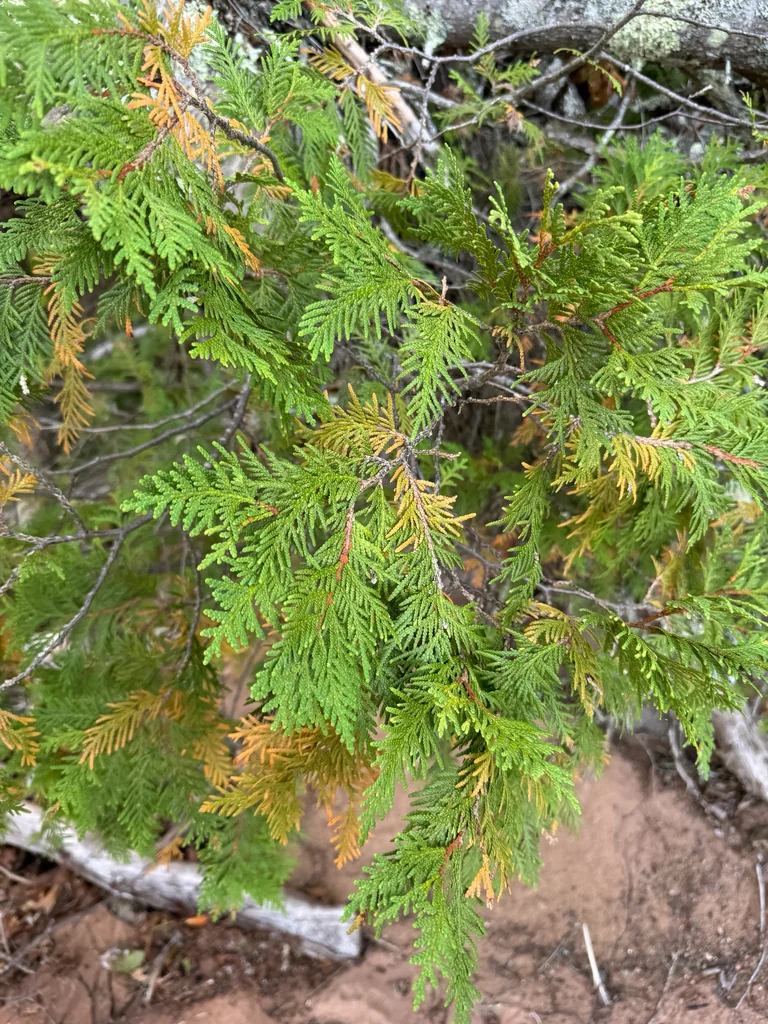 Thuja Occidentalis