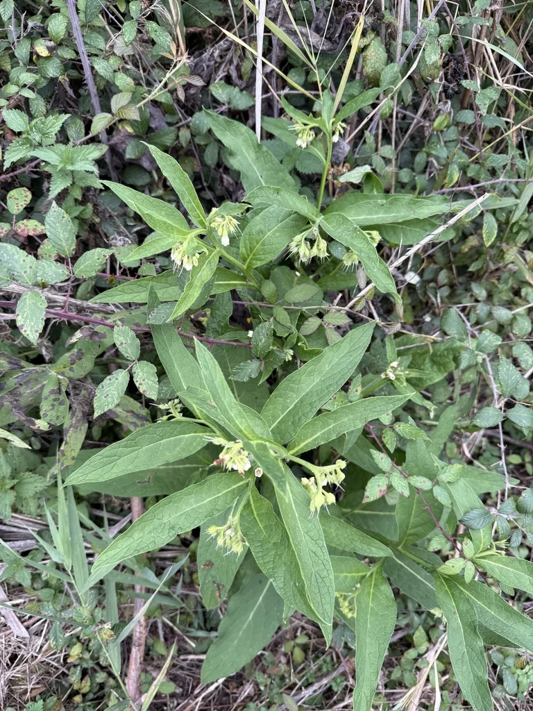 Symphytum Officinale