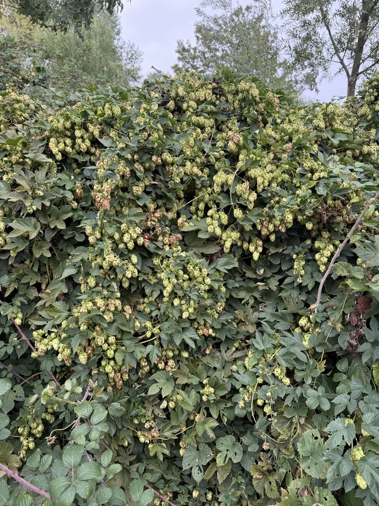 Humulus Lupulus