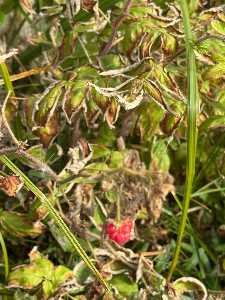 Rubus Idaeus