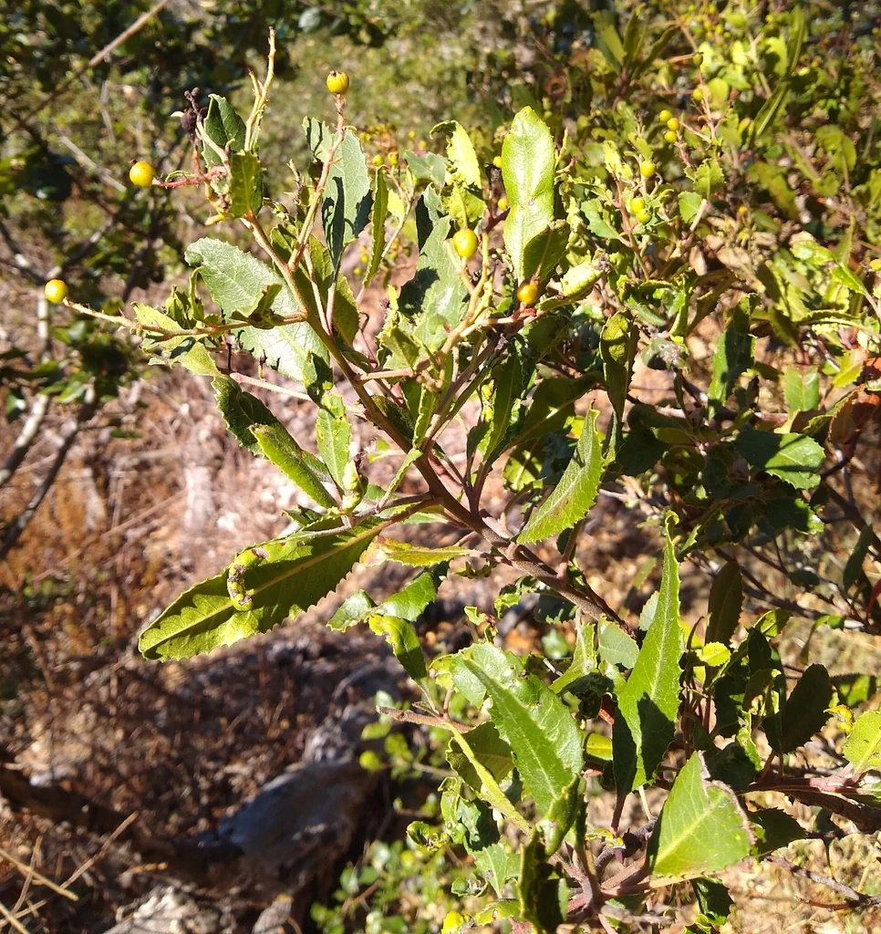 Heteromeles Arbutifolia