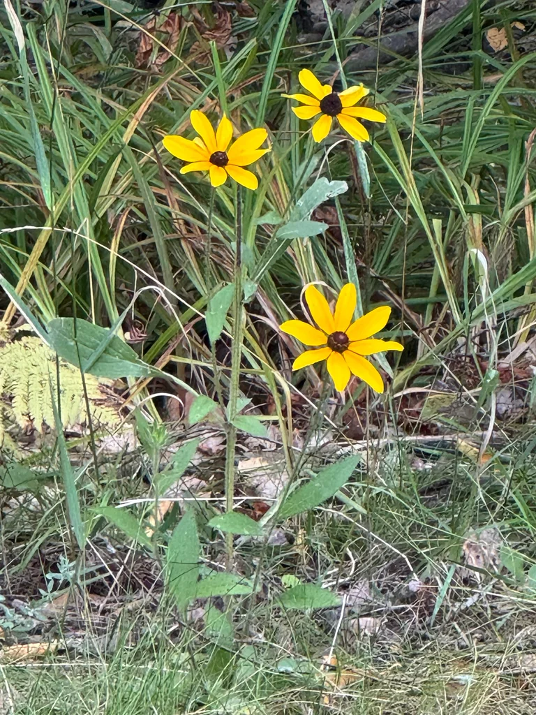 Rudbeckia Hirta