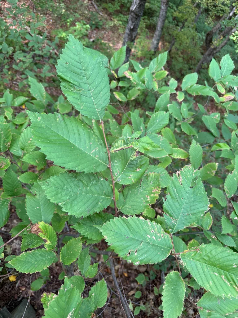 Ulmus Americana