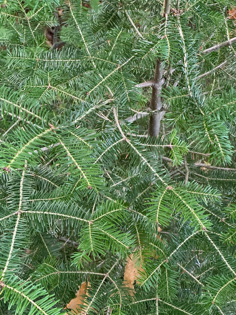 Abies Balsamea