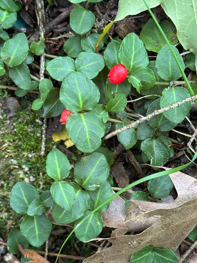 Mitchella Repens