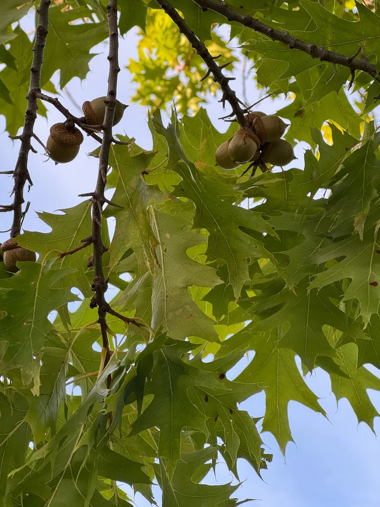Quercus Shumardii