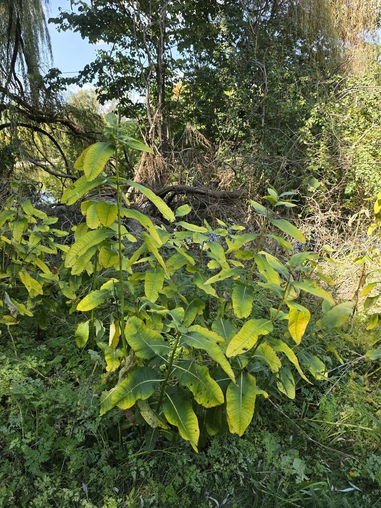 Asclepias Syriaca