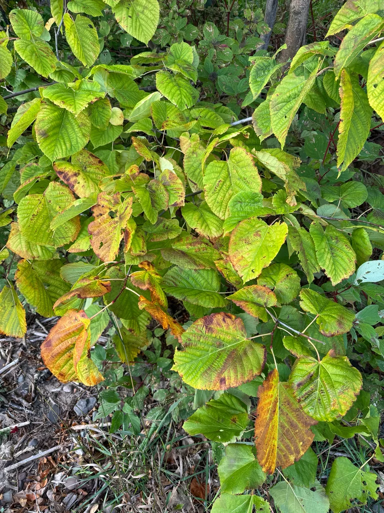 Tilia Americana
