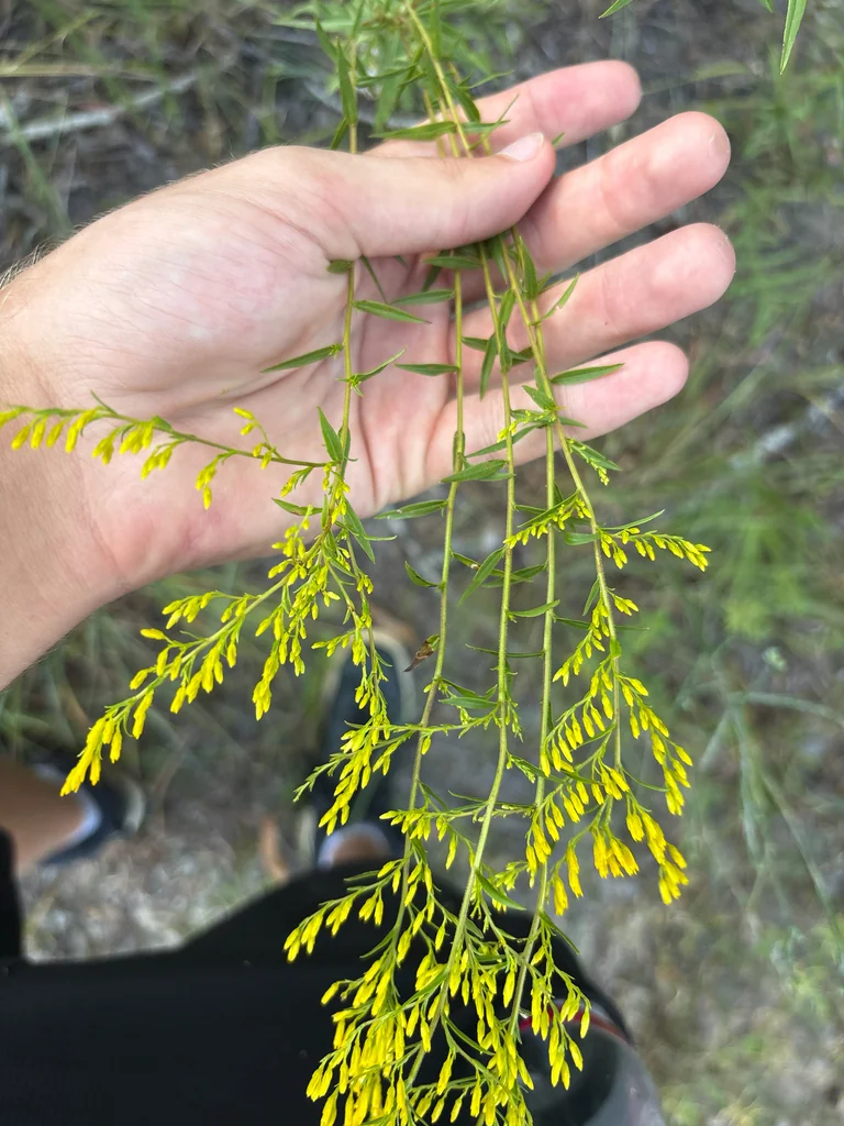 Solidago Odora