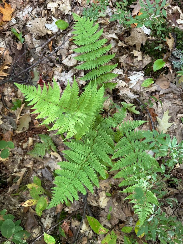 Dryopteris Intermedia