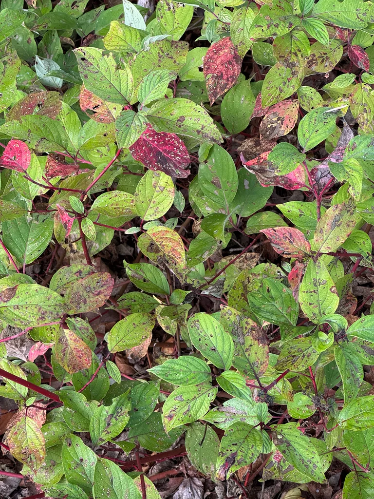 Cornus Sericea