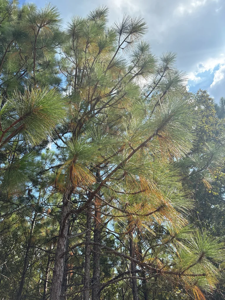 Pinus Palustris