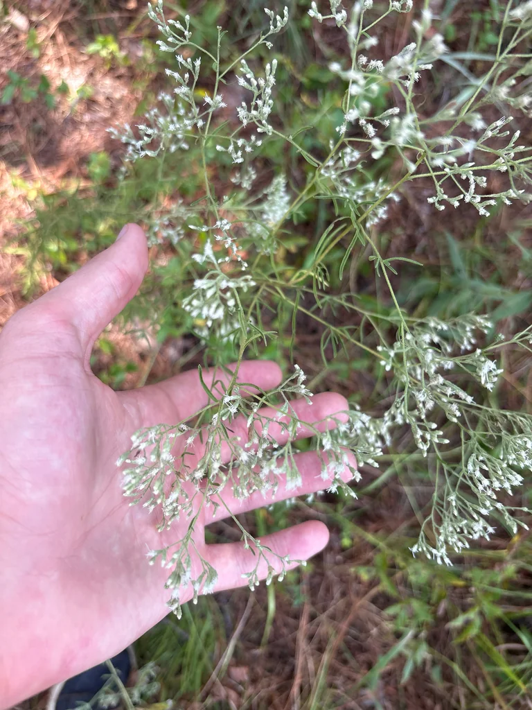 Eupatorium Hyssopifolium