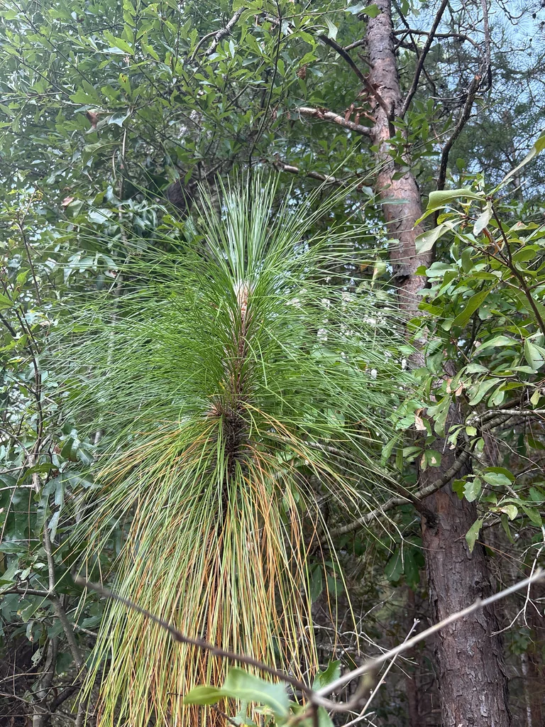 Pinus Palustris
