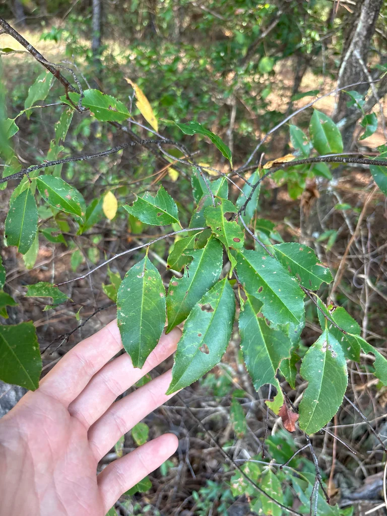 Prunus Serotina
