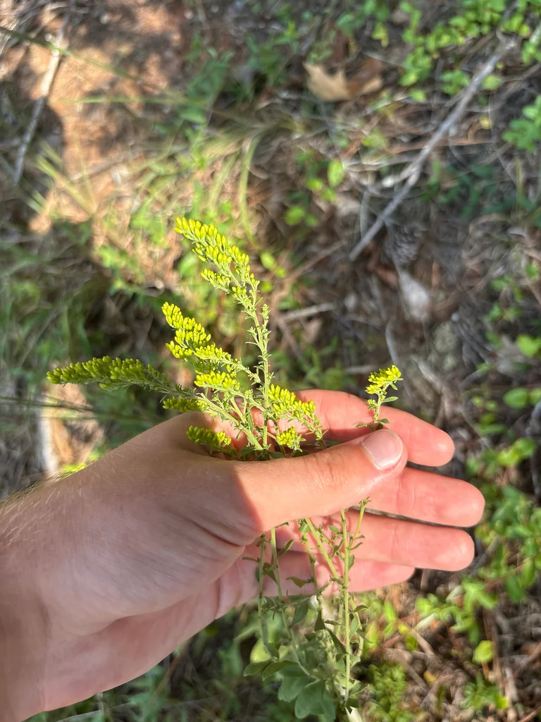 Solidago Nemoralis