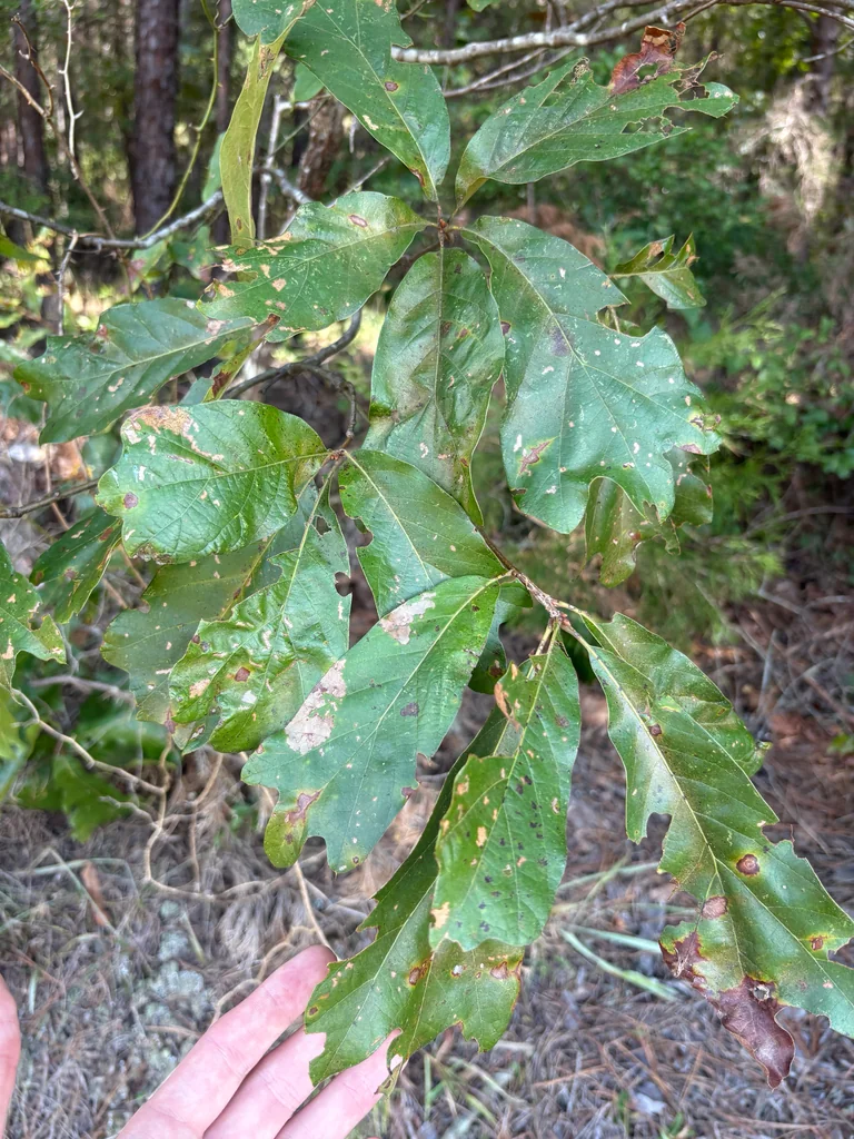 Quercus Falcata