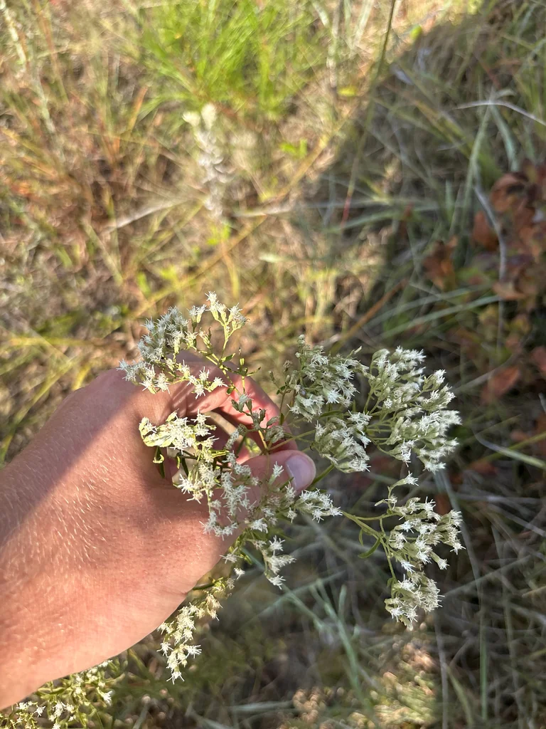 Eupatorium Hyssopifolium