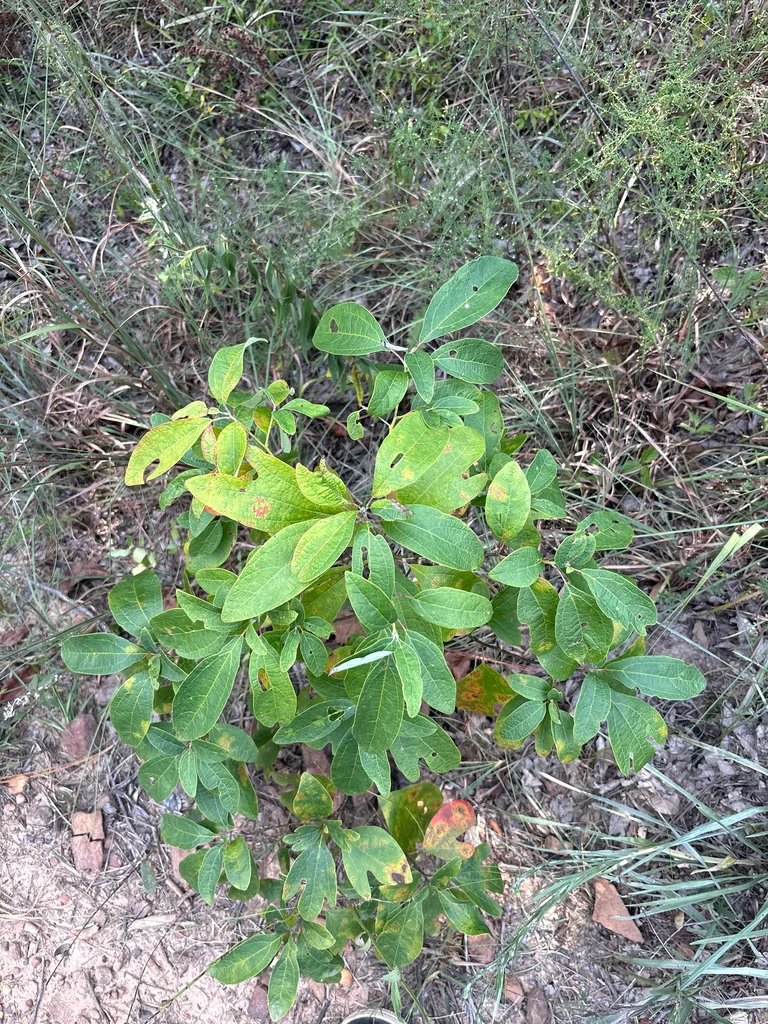 Sassafras Albidum
