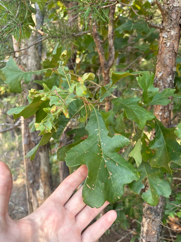 Quercus Stellata