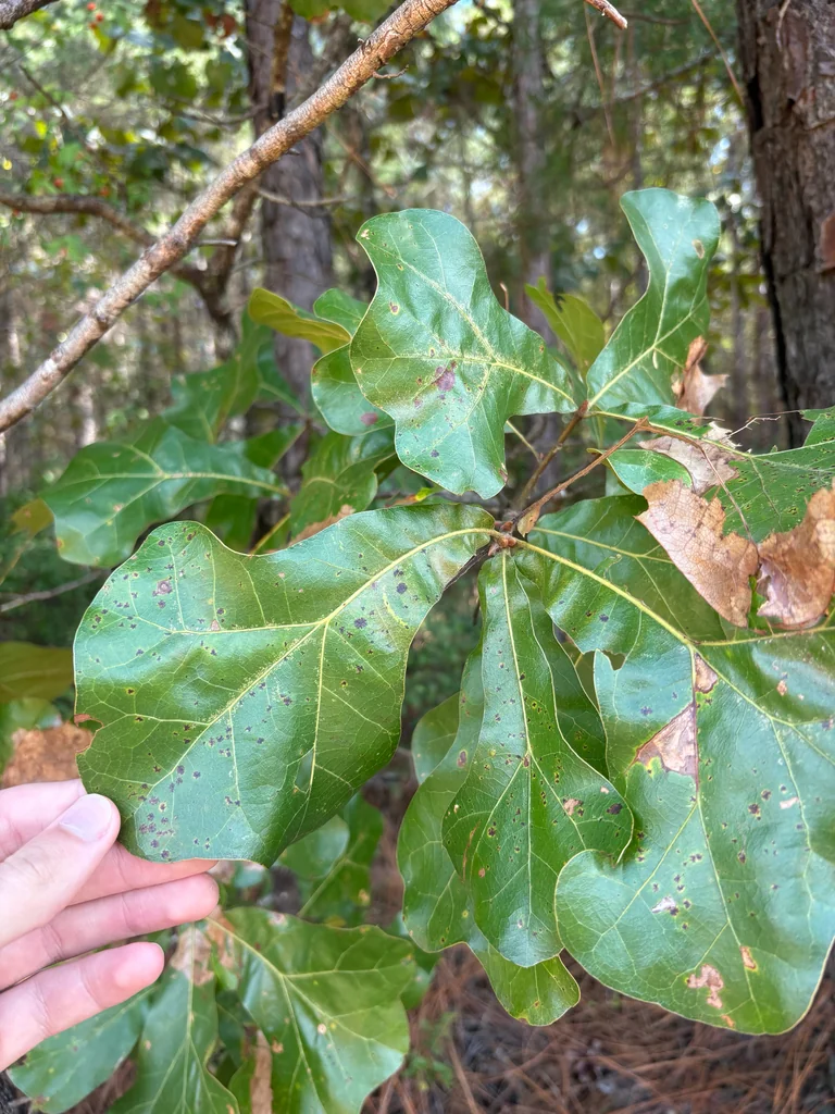 Quercus Marilandica