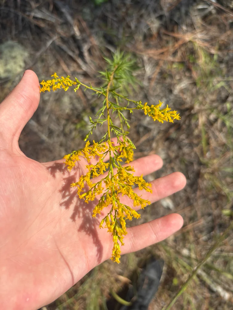 Solidago Odora