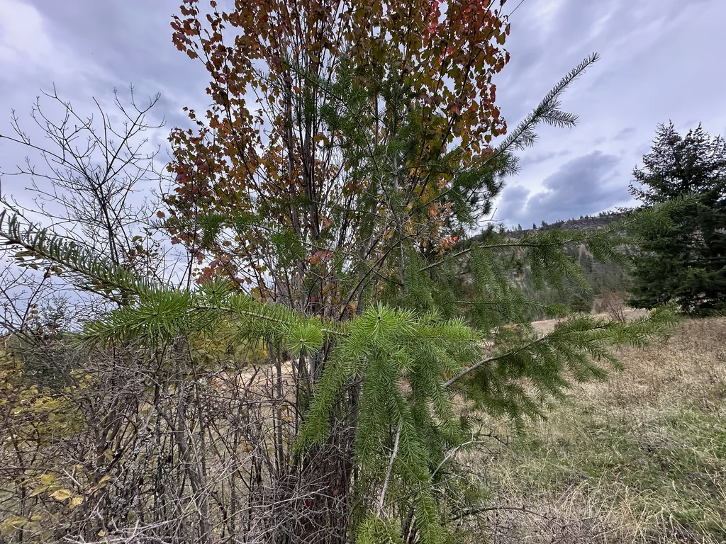 Pseudotsuga Menziesii