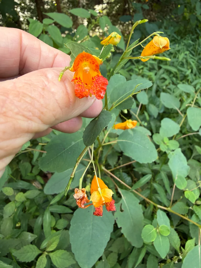Impatiens Capensis