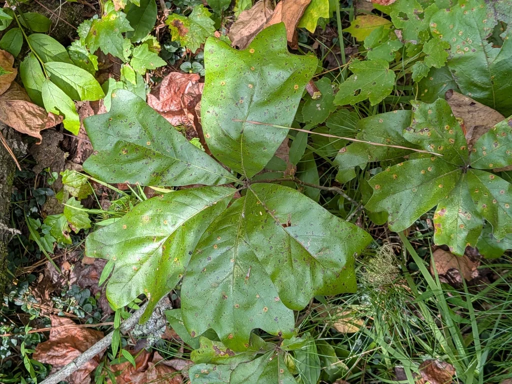 Quercus Falcata