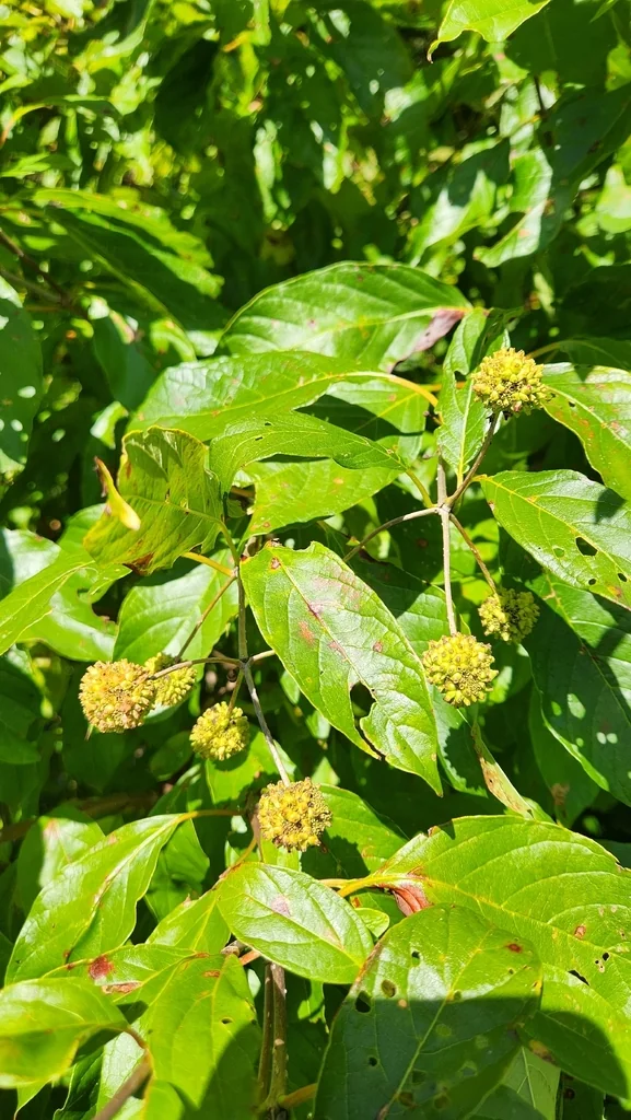 Cephalanthus Occidentalis