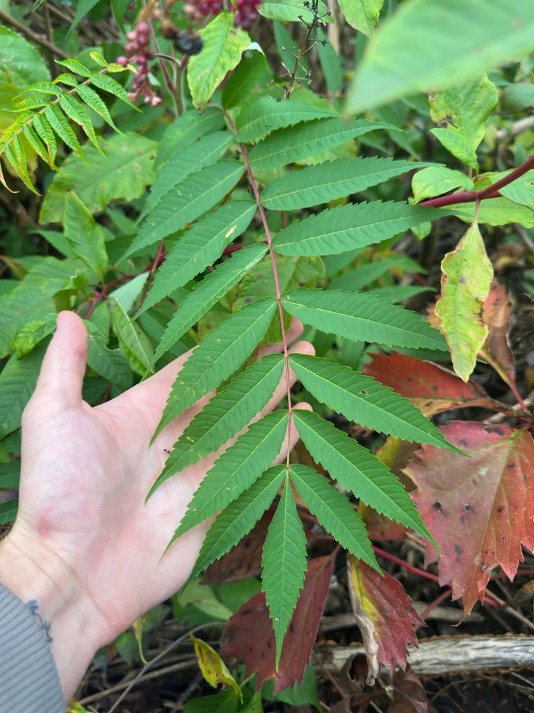 Rhus Typhina